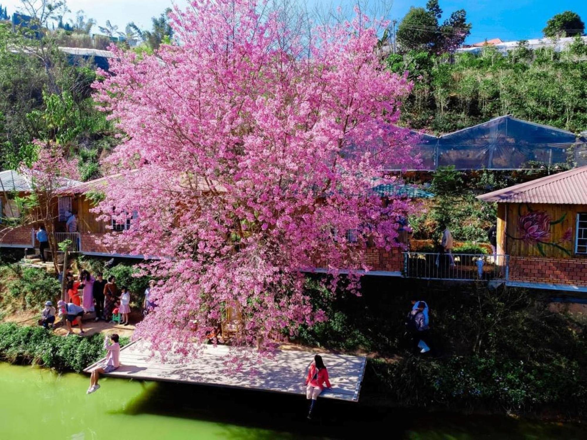 Nha Ben Ho - Da Lat Homestay Bagian luar foto